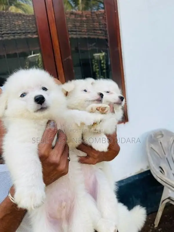 Lion Pomeranian Puppies