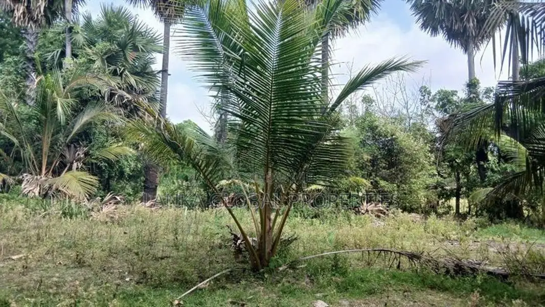 Land for Sale Jaffna