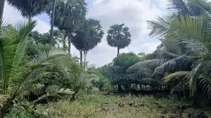 Land for Sale Jaffna