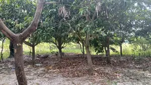 Land for Sale Jaffna