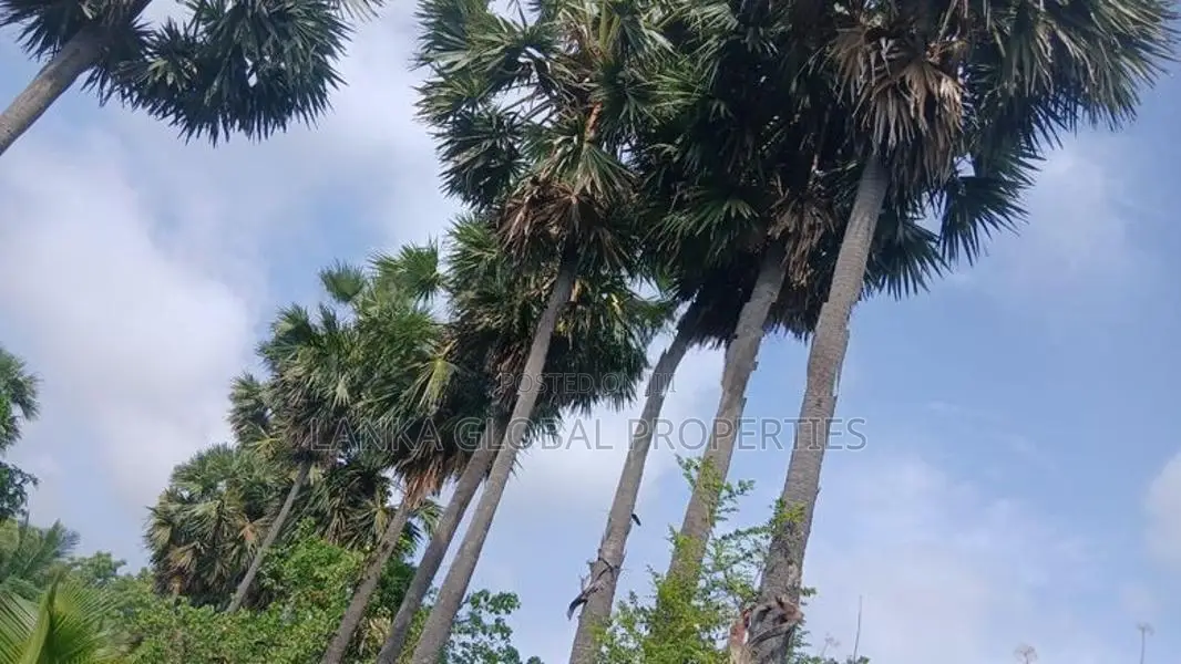 Land for Sale Jaffna