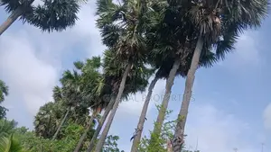 Land for Sale Jaffna