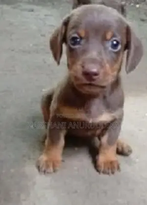 Dachshund Puppy