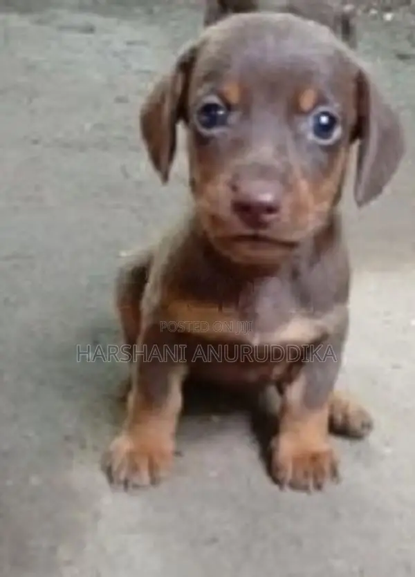 Dachshund Puppy