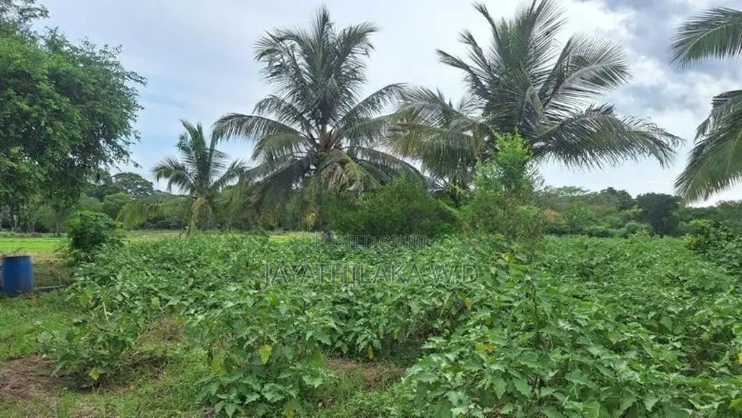 Land for Sale Wellawaya