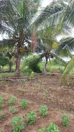 Land for Sale Wellawaya