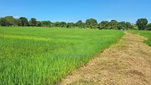 Land for Sale Wellawaya