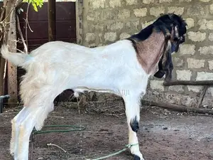 கிடாய்