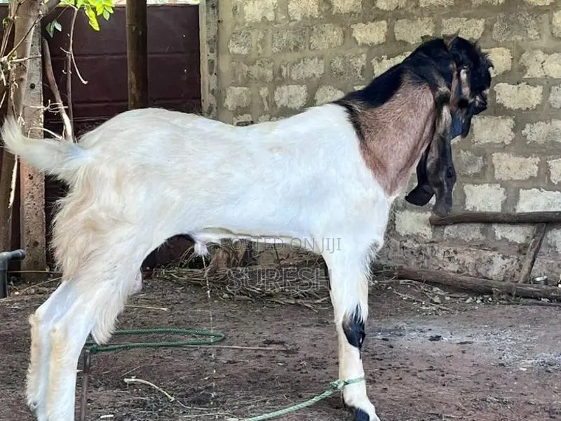 கிடாய்