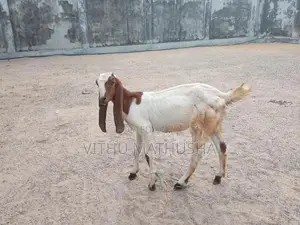 Jamunapari Goat