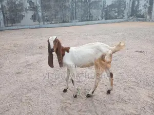Jamunapari Goat