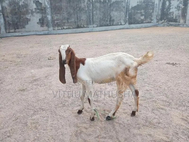 Jamunapari Goat