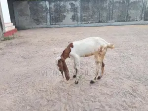 Jamunapari Goat