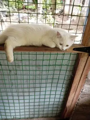 Parsiyan Cat
