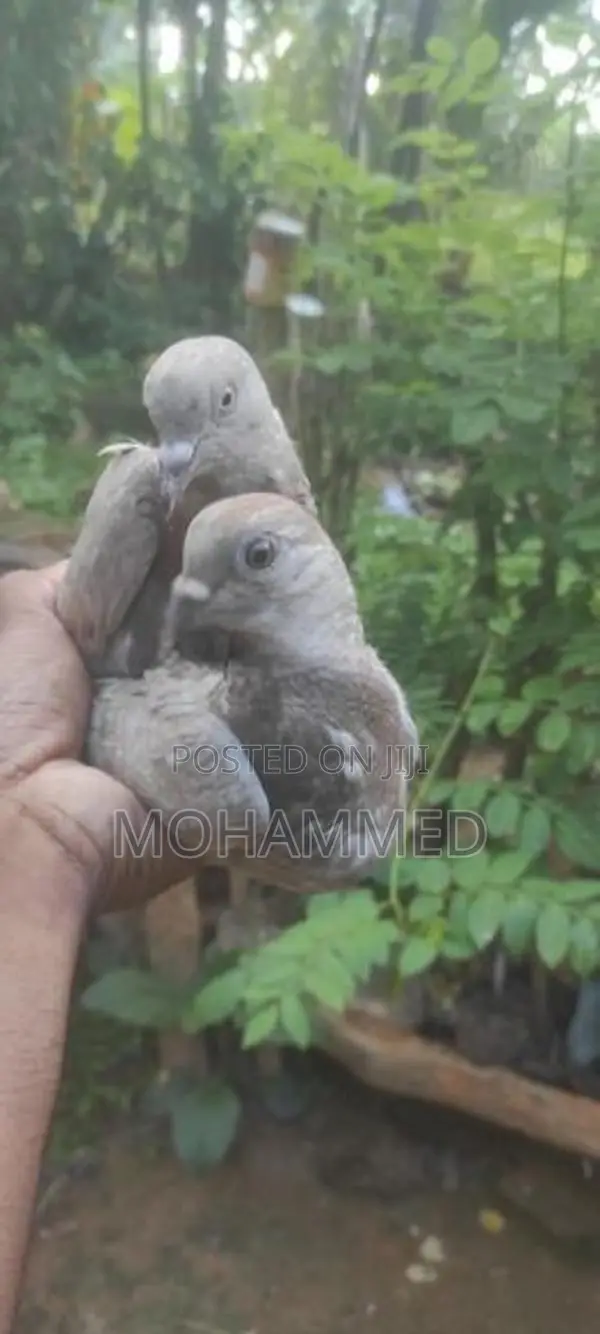 Pigeons