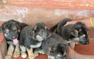 German Shepherd Puppies