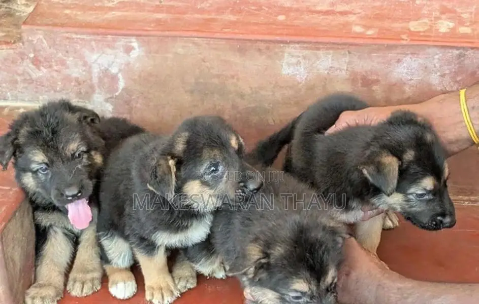 German Shepherd Puppies