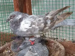 Pigeons
