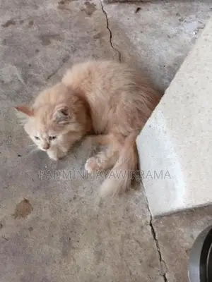 Parsiyan Cat