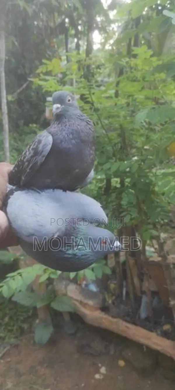 Pigeons