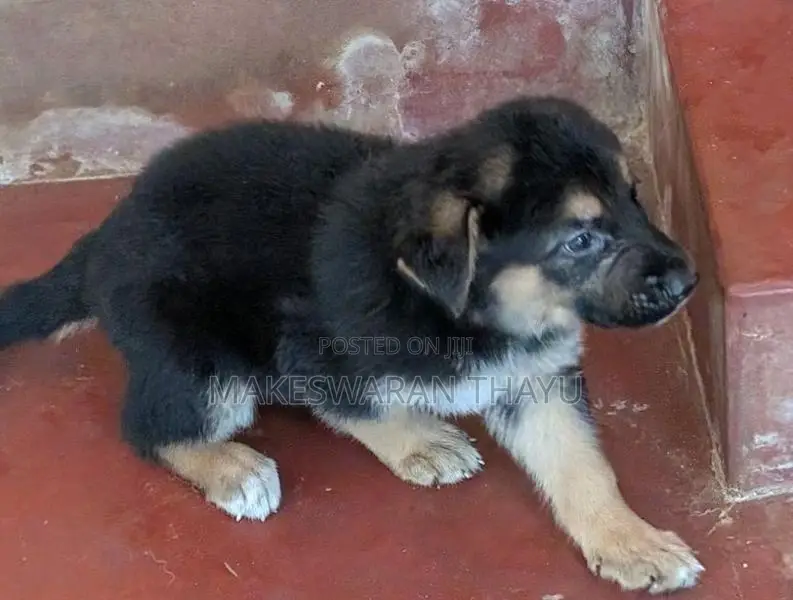 German Shepherd Puppies