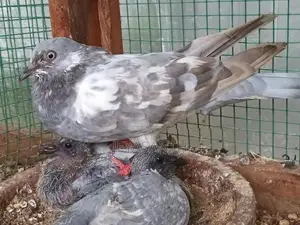 Pigeons
