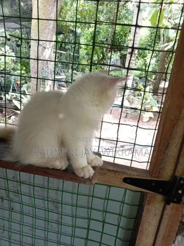 Parsiyan Cat