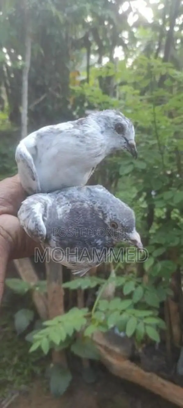 Pigeons
