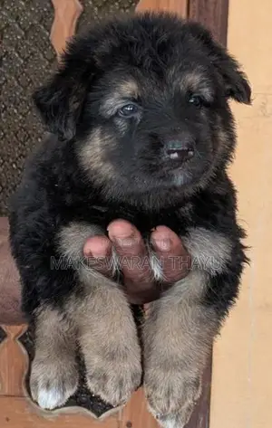 German Shepherd Puppies