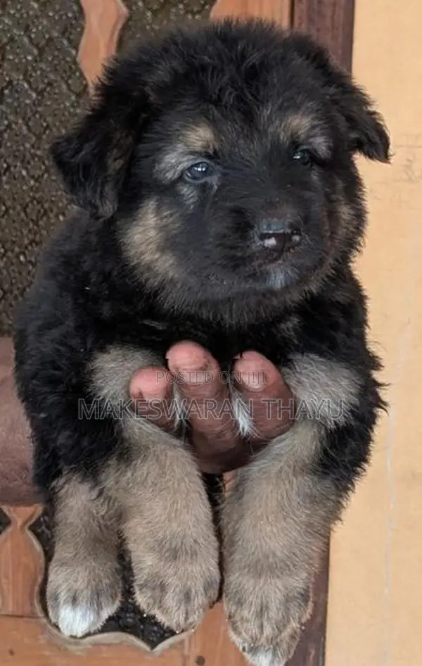 German Shepherd Puppies