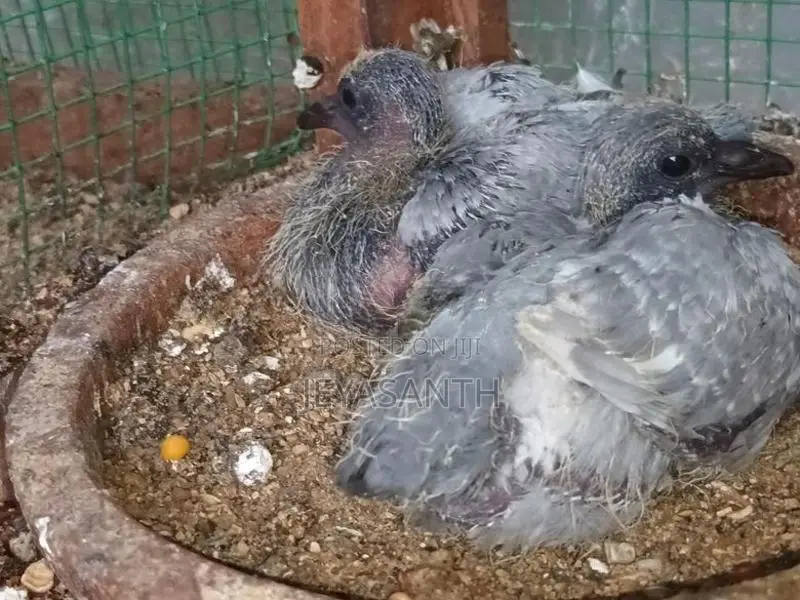 Pigeons