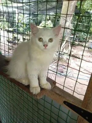 Parsiyan Cat