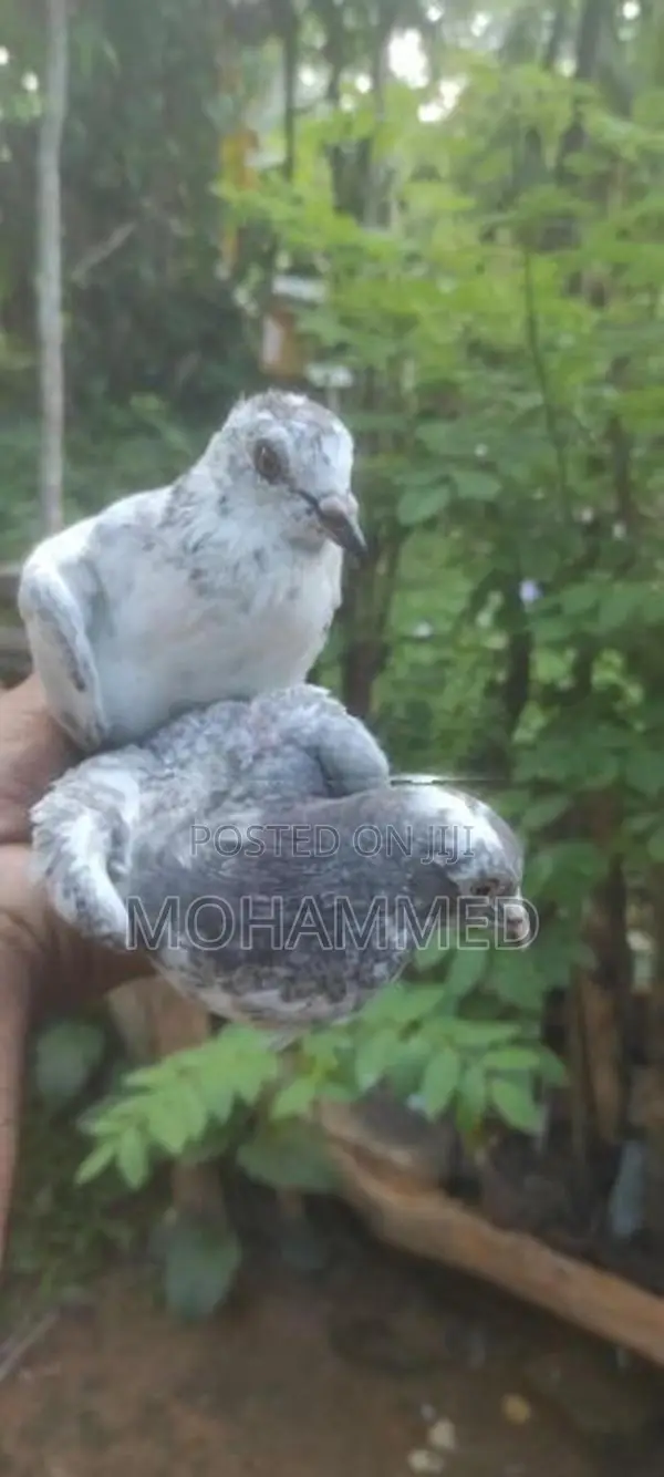 Pigeons