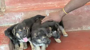 German Shepherd Puppies