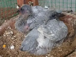 Pigeons