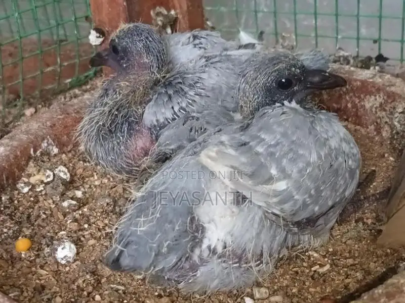 Pigeons