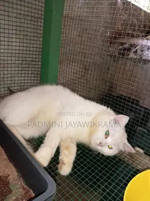 Parsiyan Cat