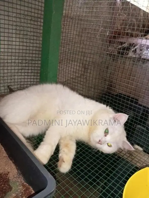 Parsiyan Cat