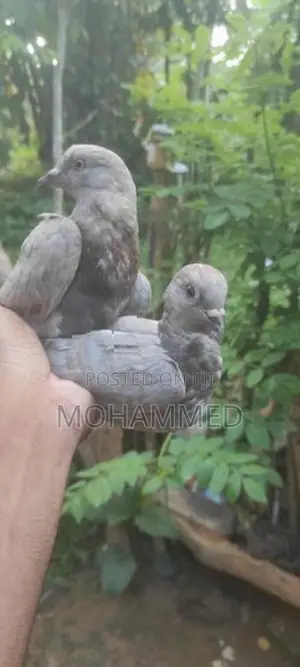 Pigeons