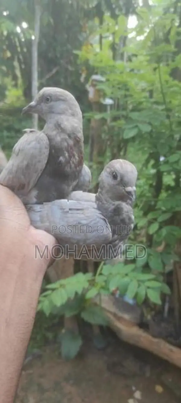 Pigeons