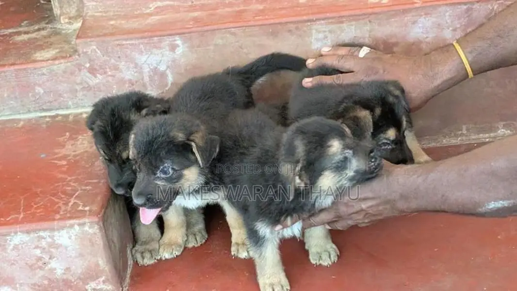 German Shepherd Puppies