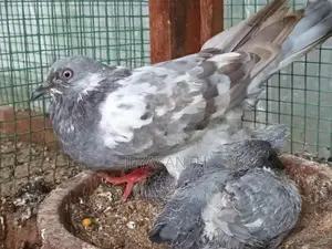 Pigeons