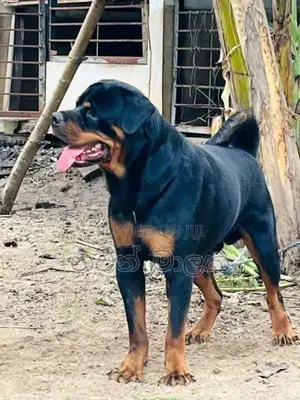 Rottweiler Puppies