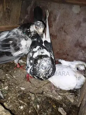 පරවියන්