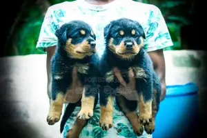 Rottweiler Puppies