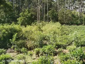 Land for Sale in Ella Kithal