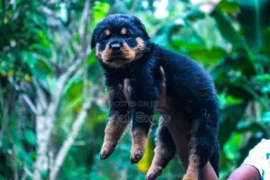 Rottweiler Puppies