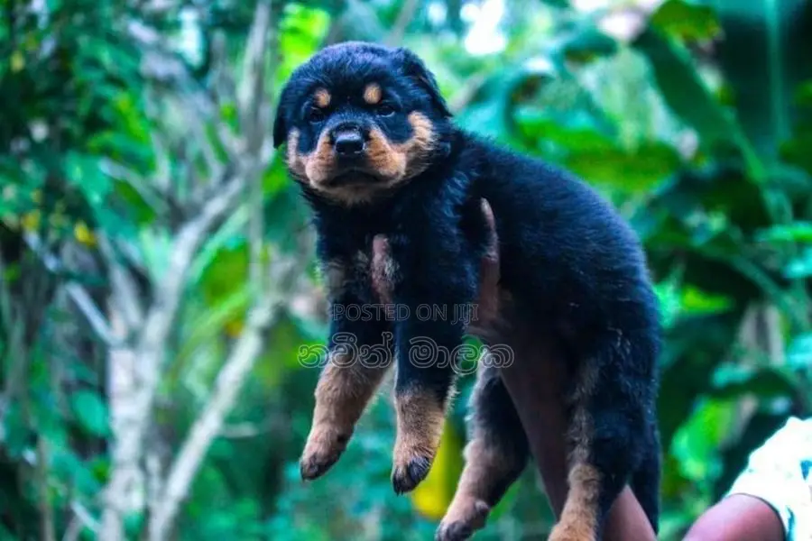 Rottweiler Puppies