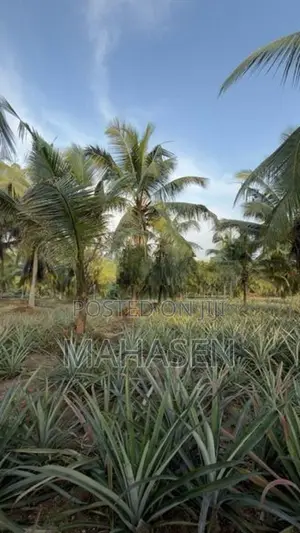 Gampha 12 Acres Land for Sale 30km to Colombo
