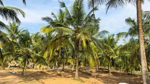 Gampha 12 Acres Land for Sale 30km to Colombo